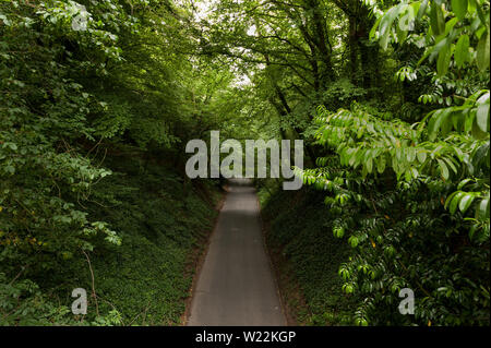 Steile Feldweg schmaler, Vigo Hill, mit großen überhängenden Laubwälder mit steilen Ufern durch Chalk, Downhill suchen Stockfoto