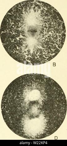 Archiv Bild von Seite 23 der Zytologie, mit besonderem Bezug auf. Zytologie, mit besonderem Bezug auf die metazoan Kern cytologywithspec 00 agaruoft Jahr: 1920 Abb. 4. Die erste Spaltung der Mitose in das Ei des Echinus escuknitts (micro - Fotografien von Professor T. H. Bryce). Ein, Ende der Prophase, Kernmembran brechen; B, metaphase, C, und D, Ende, anaphase. Chromatin, aber nicht sehr voluminöse achromatische Abbildung, während Abb. 4 stellt eine mitose eines Zellkerns Armen im Chromatin, aber mit einem sehr gut entwickelten achromatische Abbildung zur Verfügung gestellt. Die Reihenfolge der Ereignisse in der Mitose wird allgemein Stockfoto