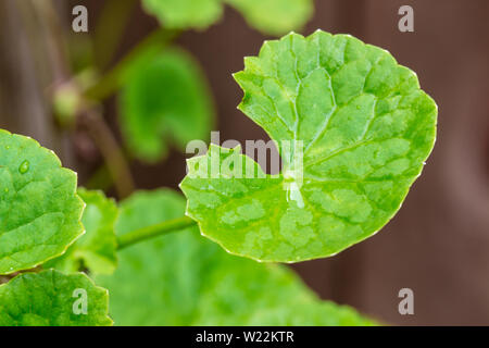 GotU Kola-Blätter Stockfoto