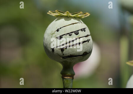 Getrocknete Latex, Lachryma papaveris, aus dem Schlafmohn, Papaver somniferum, Trocknen in der Sonne, im illegalen Drogenhandel verwendet. Stockfoto