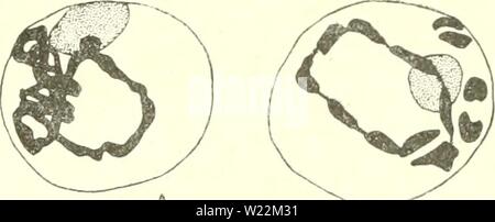 Archiv Bild von Seite 24 der Zytologie, mit besonderem Bezug auf. Zytologie, mit besonderem Bezug auf die agaruoft cytologywithspec metazoan Kern 00 Jahr: 1920 ICH MITOSE 9 Kondensation letztlich der relativ kurzen und dicken Chromosomen der späteren Phasen bilden. Karyosomes, falls vorhanden, da sie bestehen aus Chromatin, verschwinden, werden mit dem Rest des Chromatins bei der Bildung der Chromosomen verwendet. Wenn plasmosomes vorhanden sind, werden Sie dis-erscheinen entweder vor oder nach dem Verschwinden der Kernmembran (siehe unten), anscheinend ohne Teilnahme an der Bildung von Stockfoto