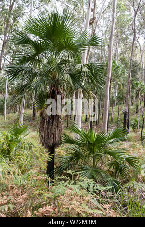 Eine australische Cycad Anlage mit Blue Gum Bäume im Eukalyptuswald innerhalb der Carnarvon Gorge National Park im zentralen Hochland o umgeben Stockfoto