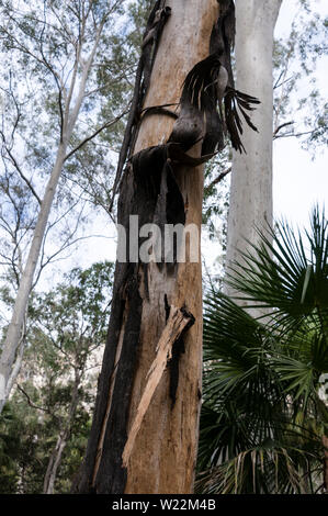 Ein Paperbark Baum im Eukalyptuswald innerhalb der Carnarvon Gorge National Park im zentralen Hochland von Queensland, Australien. Eine Paperbar Stockfoto