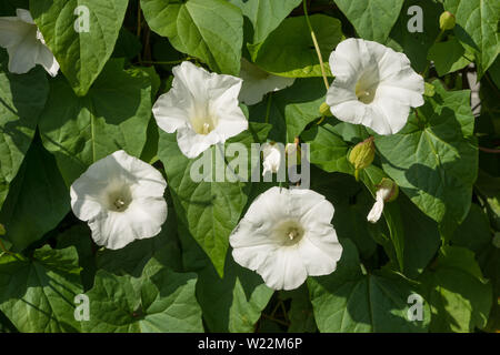 Weiß Trompete Blumen von bindweed bugle Weinstock, Calystegia sepium, ein Gärtner Alptraum, da Kriechen und Rhizomartige Stockfoto