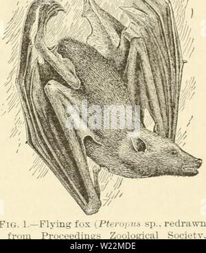 Archiv Bild von Seite 24 Der Gefahr der Einführung schädlicher. Die Gefahr der Einführung schädlicher Tiere und Vögel dangerofintroduc 00 palmrich Jahr: 1894?] DANGEB DER EINFÜHRUNG schädlicher Tiere und Vögel. 97 und wurde gefangen genommen und als Pel von einer der Passagiere. Es wurde prompt durch die Quarantäne Officer bei San Francisco, und vier weitere, die in der Gefangenschaft zwei Monate später aus China angekommen, auf der Dampfeinheit EIO-dt-Marmelade iro getötet, traf das gleiche Schicksal Augenmerk wurde auf die Gefahr der neuen Pest genannt, und einer der Verordnungen durch den Staat Horten des Gartenbaus erlassen, bhe nach Ihr Stockfoto