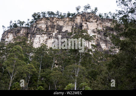 Die hohen Sandsteinklippen und der Eukalyptus Wald aus einer Mischung von Blue Gum Bäume in der Carnarvon Gorge National Park im zentralen Hochland von Queens Stockfoto