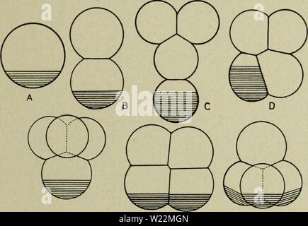 Archiv Bild ab Seite 100 der Zytologie, mit besonderem Bezug auf. Zytologie, mit besonderem Bezug auf die metazoan Kern cytologywithspec 00 Agar 0 Jahr: 1920 Kranke GERM-Anschluss 35 Nun in der normalen monospermic Ei alle Tochter Chromosomen der Zygote Kern, die in den eine Blastomere Pass (von Boveri, 5 bezeichnet) Minderung unterziehen und alle, die in die anderen (P) ihre nächsten Mitose intakt zu unterziehen. Wenn also der Anreiz zur Verminderung wurden durch die chromosomen selbst eingerichtet, würden wir annehmen, dass jedes Chromosom der normalen zygote Kern bei Meta teilt - Phase Stockfoto