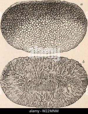 Archiv Bild von Seite 100 des cyclopaedia von Anatomie und Stockfoto