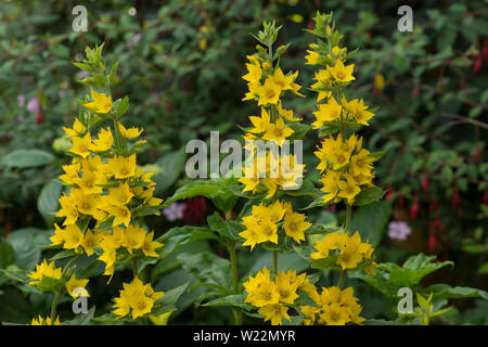 Lysimachia Punctata, immergrüne Staude mit einfachen Blättern und sternförmigen leuchtend gelben Blumen, gepunktete Felberich Stockfoto