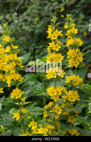 Lysimachia Punctata, immergrüne Staude mit einfachen Blättern und sternförmigen leuchtend gelben Blumen, gepunktete Felberich Stockfoto