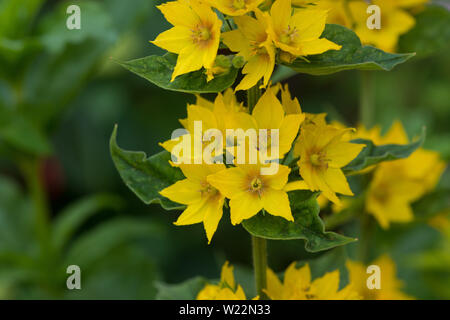 Lysimachia Punctata, immergrüne Staude mit einfachen Blättern und sternförmigen leuchtend gelben Blumen, gepunktete Felberich Stockfoto