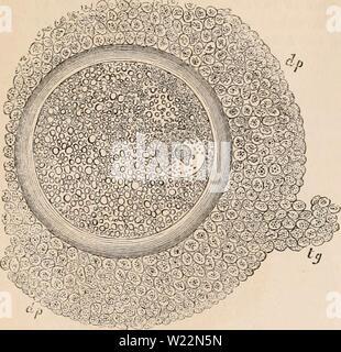 Archiv Bild von Seite 101 des cyclopaedia von Anatomie und. Die cyclopaedia von Anatomie und Physiologie cyclopdiaofana 05 Todd Jahr: 1859 [88] EIZELLE. Abb. 61. Ovarian Eizelle der Sau. Diese Eizelle ist vertreten, um die eigenartigen birnenförmig Form der Makula im ger-minal Vesikel, an der Wand, von denen die Makula scheint angebracht zu werden. Diese Eizelle wurde aus einem Graaf'schen Follikels, der ,L' im Durchmesser. Im Folgenden sind die Abmessungen der verschiedenen Teile der 250 Durchmesser in die Abbildung vergrößert. Die Eizelle über das Äußere der Zona'' f Die vitellus = Jg'; der Keimscheibe Stockfoto