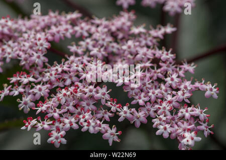 Pink Cluster, üppigen Blüten von Sambucus nigra f. porphyrophylla Black Beauty, schwarze Spitze Stockfoto