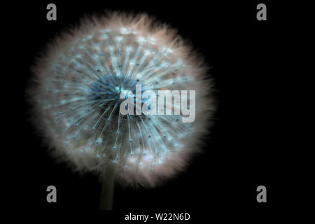 Sichtbares Licht ausstrahlen, Pigmente in der Löwenzahn Blume Kopf reradiate Energie auf einen niedrigeren Wert als die Aktivierung Schwarzlicht UV-magischen Stockfoto