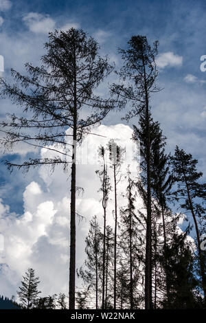 Schwarze Silhouette der alten Kiefern gegen den blauen Himmel und Wolken. Alpen, Trentino-Südtirol, Italien, Europa Stockfoto