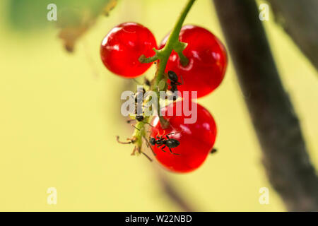 Johannisbeere Bush mit rote reife Beeren mit Ameisen im sonnigen Sommer Garten, im Gegenlicht, close-up. Selektiver Fokus Stockfoto