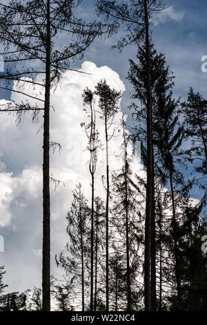 Schwarze Silhouette der alten Kiefern gegen den blauen Himmel und Wolken. Alpen, Trentino-Südtirol, Italien, Europa Stockfoto