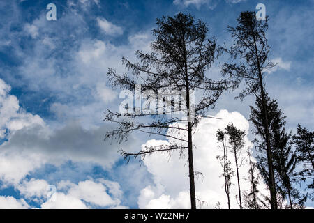 Schwarze Silhouette der alten Kiefern gegen den blauen Himmel und Wolken. Alpen, Trentino-Südtirol, Italien, Europa Stockfoto