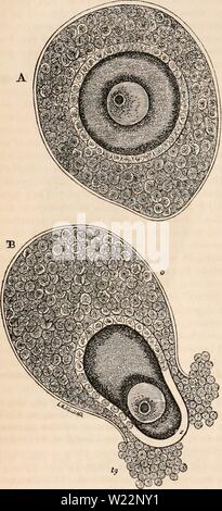 Archiv Bild von Seite 103 des cyclopaedia von Anatomie und Stockfoto