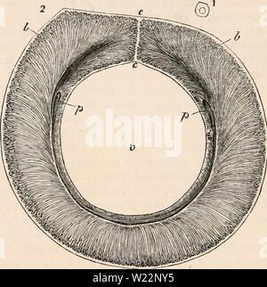 Archiv Bild von Seite 103 des cyclopaedia von Anatomie und Stockfoto