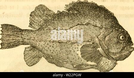 Archiv Bild ab Seite 105 der Danmarks Fiske (1838) Stockfoto