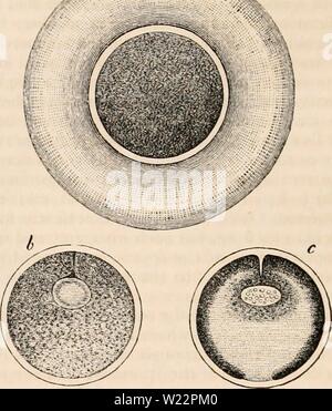 Archiv Bild ab Seite 105 Der cyclopaedia von Anatomie und Stockfoto