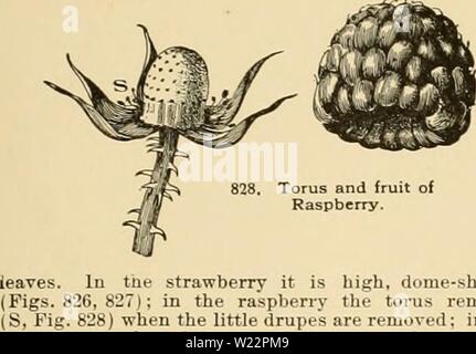 Archiv Bild ab Seite 106 der Cyclopedia der amerikanischen Gartenbau Stockfoto