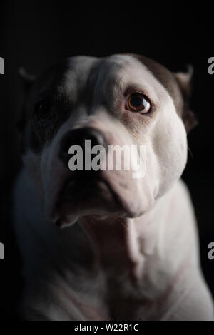 Eine wunderschöne alte American Staffordshire Terrier stellt für ein Portrait, vor einem schwarzen Hintergrund isoliert Stockfoto