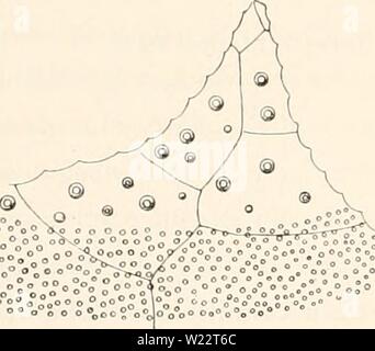 Archiv Bild von Seite 109 des Dänischen Ingolf-Expedition (1907). Die dänische Ingolf-Expedition danishingolfexpe 0402 ingo Jahr: 1907 io 2 ECHINOIDEA. Ii. Die bathymetrical Verteilung ist von 220 (oder 170, eomp. Unten, //. Mentzi) bis 1700 Klafter (Talisman). Neben den Arten H. expergitus vier neueren Arten der Gattung Hemiaster (excl. Abatus) beschrieben wurden, nämlich Hemiaster gibbosus A. Ag., zonatus A. AG. sowohl aus dem '. Challenger -, H. Mentzi A. Ag., von der "BlakeÂ", und II. florigerus Studer, von der Gazelle. (Die Hemiaster apicatus Woods ist von Wäldern hims bezeichnet Stockfoto