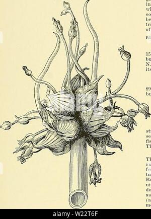 Archiv Bild ab Seite 110 der Cyclopedia der amerikanischen Gartenbau, bestehend aus. Cyclopedia der amerikanischen Gartenbau, bestehend aus Anregungen für den Anbau von Gartenpflanzen, Beschreibungen der Arten von Obst, Gemüse, Blumen und Zierpflanzen in den Vereinigten Staaten und in Kanada verkauft, zusammen mit geographischen und Biographische Skizzen cyclopediaofamer 03 Kaution 3 Jahr: 1900 ZWIEBEL ZWIEBEL1137 Gehen £ E (6 Rep. N.Y., Exp. Sta., für das Jahr 1887), stuft Erste durch die Form der Lampe und dann durch die Farbe. Er macht vier primären Gruppen: Zwiebel Oblaten, sphärisch, top-Form, Oval oder Birne - Shap Stockfoto