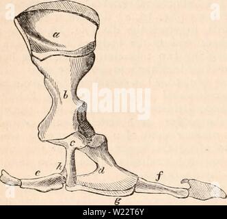 Archiv Bild von Seite 109 des cyclopaedia von Anatomie und Stockfoto