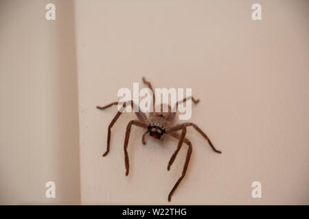 Eine freundliche und sehr großen haarigen Huntsman spider Mit großen phangs auf dem cremefarbenen Schlafzimmer Wand. Eine harmlose Spinne, sehr gruselig aussieht Stockfoto