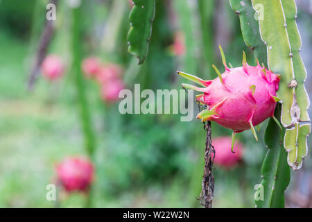 Drachenfrucht im Garten Stockfoto