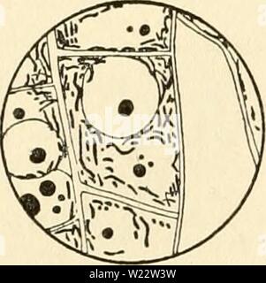 Archiv Bild von Seite 111 des Cytoplasma der Pflanze. Das zytoplasma der pflanzlichen Zelle cytoplasmofplant 00 guil Jahr: 1941 Guilliermond - Atkinson - 96 - Zytoplasma, aber diese sind selten und fast schematische Beispiele. In den meisten Fällen ist es absolut unmöglich, unter den Elementen, die consti- tute Der chondriome in Zellen des Meristems zu jenen, die Plastiden, die inaktiv bleiben werden zu unterscheiden, Stockfoto