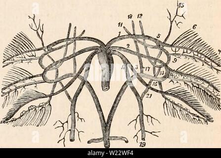 Archiv Bild ab Seite 112 Der cyclopaedia von Anatomie und Stockfoto