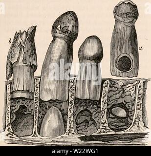 Archiv Bild ab Seite 112 Der cyclopaedia von Anatomie und Stockfoto