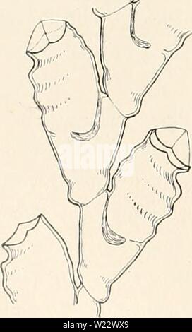 Archiv Bild von Seite 113 des Dänischen Ingolf-Expedition (1918). Die dänische Ingolf-Expedition danishingolfexpe 0507 ingo Jahr: 1918 io 6 HYDROIDA II Sertularella fusiformis übernimmt ein sehr charakteristisches Erscheinungsbild von der Besonderheit, dass es oft auf Stamm oder Zweige zwei oder drei kurze branchlets gleichzeitig ausgehend von den gleichen Punkt hat, diese kurzen branchlets bestehend aus einem einzigen interuodium, oder seltener ein Paar, mit großen hydrothecse fast unheilbar platziert. Ein hervorragendes Bild von diesem wird durch Jaderholm (1909 Taf. 11, Abb. 9). Seine Proben gehören zweifellos zu Se Stockfoto
