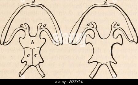 Archiv Bild ab Seite 114 Der cyclopaedia von Anatomie und Stockfoto