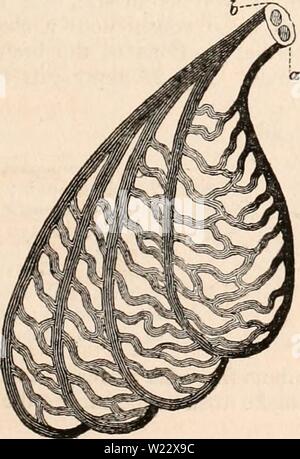 Archiv Bild ab Seite 114 Der cyclopaedia von Anatomie und Stockfoto