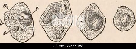 Archiv Bild von Seite 115 des cyclopaedia von Anatomie und Stockfoto