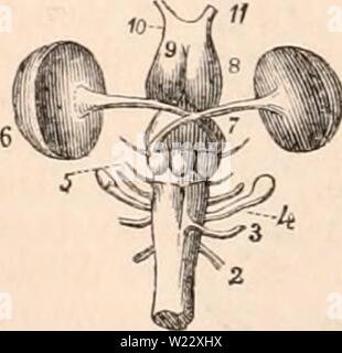 Archiv Bild von Seite 115 des cyclopaedia von Anatomie und Stockfoto