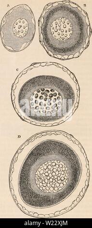 Archiv Bild von Seite 115 des cyclopaedia von Anatomie und Stockfoto