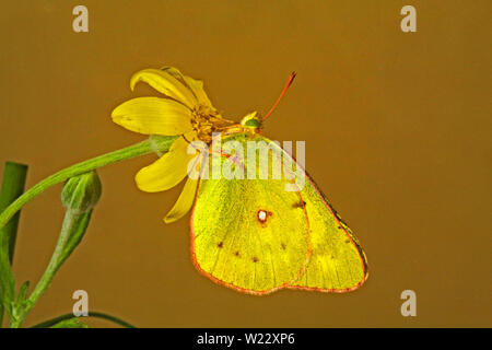 Porträt eines westlichen Schwefel Schmetterling, Colias occidentalis, auf einem Wildflower in zentralen Oregon. Stockfoto