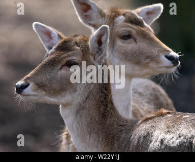 Portrait mit einem unscharfen Hintergrund von zwei damwild Kühe, die Tier- und Pflanzenwelt Stockfoto