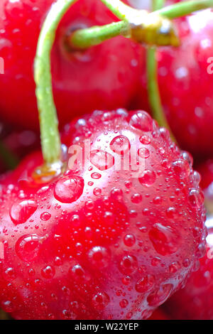 Schönen Bouquet von Kirschen. Frische reife rote Beeren, Stiele und Tropfen Wasser. Selektiver Fokus Stockfoto