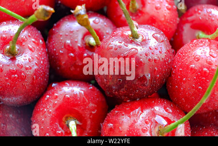 Schönen Bouquet von Kirschen. Frische reife rote Beeren, Stiele und Tropfen Wasser. Selektiver Fokus Stockfoto