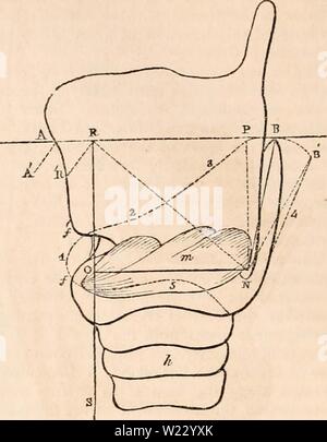 Archiv Bild von Seite 119 des cyclopaedia von Anatomie und. Die cyclopaedia von Anatomie und Physiologie cyclopdiaofana 03 Todd Jahr: 1847 einen seitlichen Blick auf den Kehlkopf mit dem os hyoidei verbunden, einem, der thyro - hyoideus Muskel; b, der Mitte thyro - hyoid Ligament; e, der pomum; d, die crico - Schilddrüse Ligament; m, die crico - Schilddrüse Muskel; O N, die Richtung der minderwertigen Fasern Der crico - Schilddrüse liegen fast senkrecht zur Achse der crico - Schilddrüse Artikulation; f, der Luftröhre; n n, das Einfügen der hyoid thyro - Muskel- und Mem-brane zu den inneren Rand der os-hyoides. schräg, Stockfoto