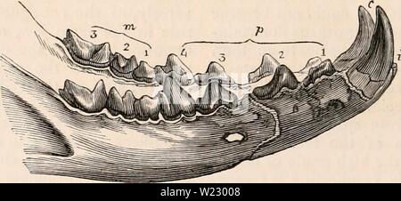 Archiv Bild von Seite 119 des cyclopaedia von Anatomie und Stockfoto