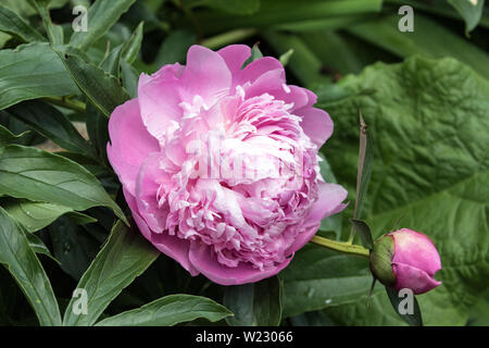 Nahaufnahme einer rosa Pfingstrose in voller Blüte und Knospe. Der Hintergrund ist grüne. Stockfoto