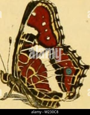 Archiv Bild von Seite 120 des De natuurlyke Historie der Insecten;. De natuurlyke Historie der Insecten; voorzien met naar 't Leven en getekende gekoleurde plaaten denatuurlykehist 0101 Rs Jahr: 1764-68 55' c c&gt; J Stockfoto